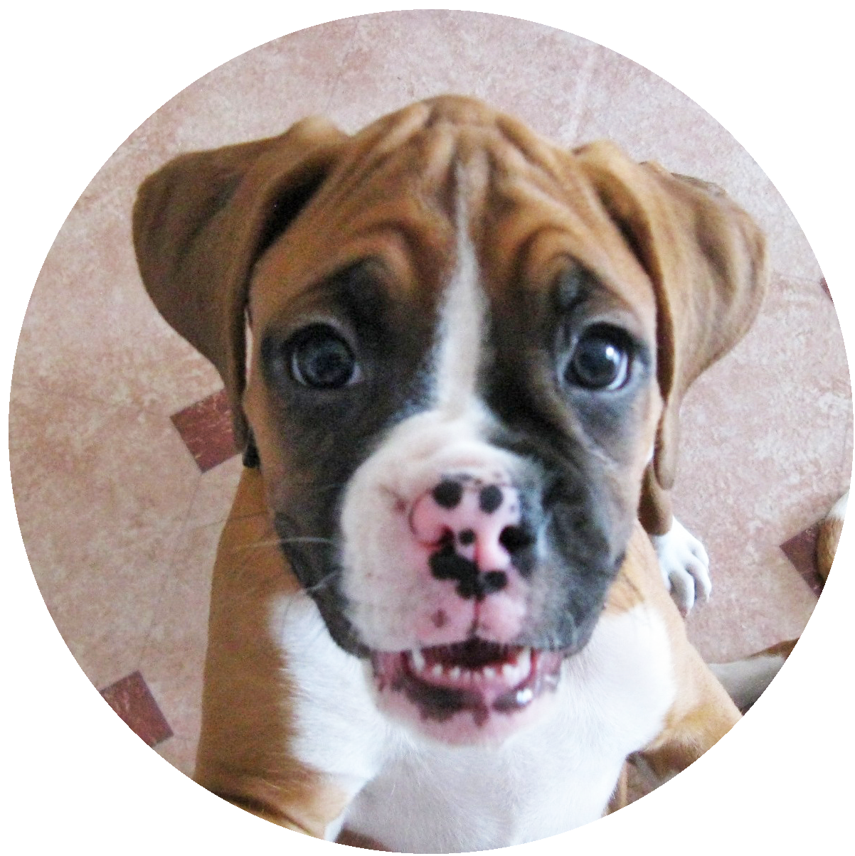 Contact Us - Boxer Rescue Angels of Florida