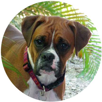 The Boxer - Boxer Rescue Angels of Florida