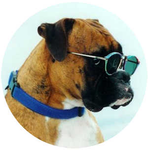 A Cool Boxer Dog Is Essential