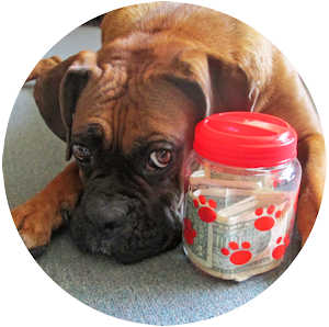 Donate to Help a Boxer Dog - Your Donation Is Critical