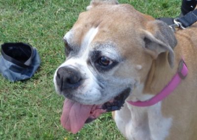 Available Dogs - Boxer Rescue Angels of Florida