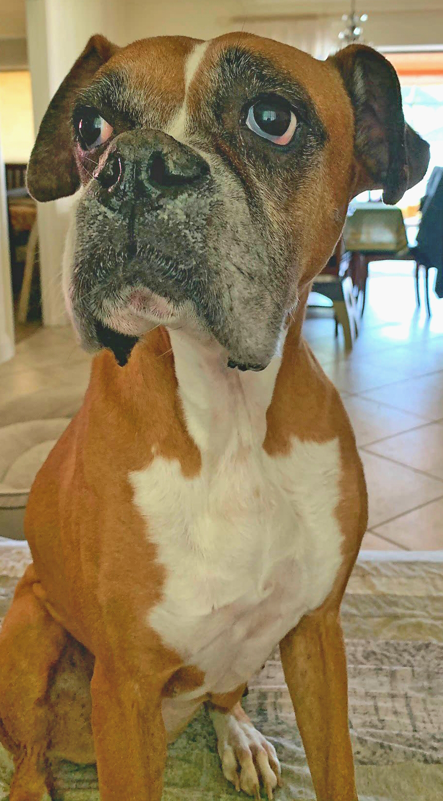 Boxer Rescue Angels Of Florida Devoted To Saving Boxers