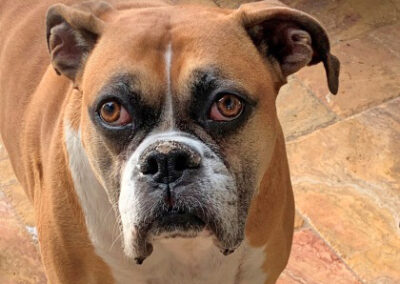 Available Dogs - Boxer Rescue Angels of Florida