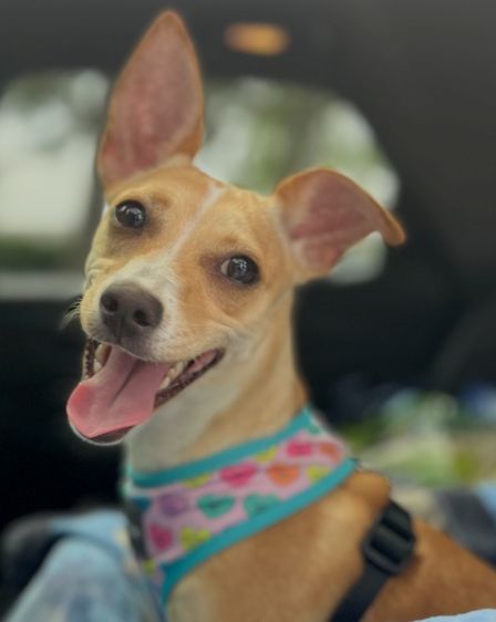 Millie-happy A25-035