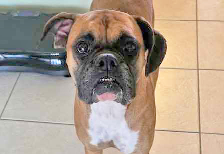 Sasha (Maggie Moo)