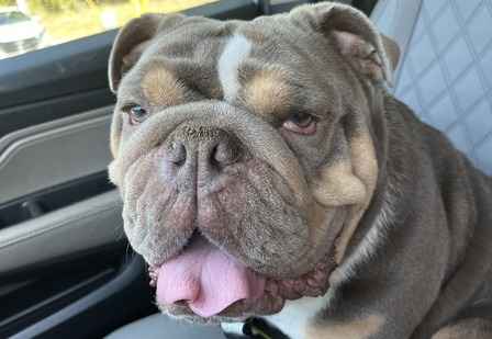 Bubba Louis