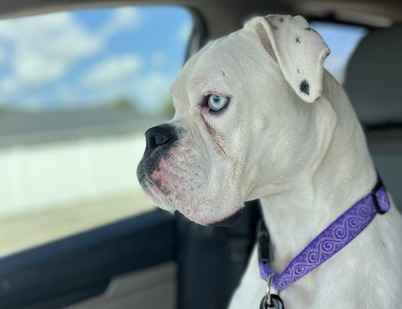 Loki (Onyx)