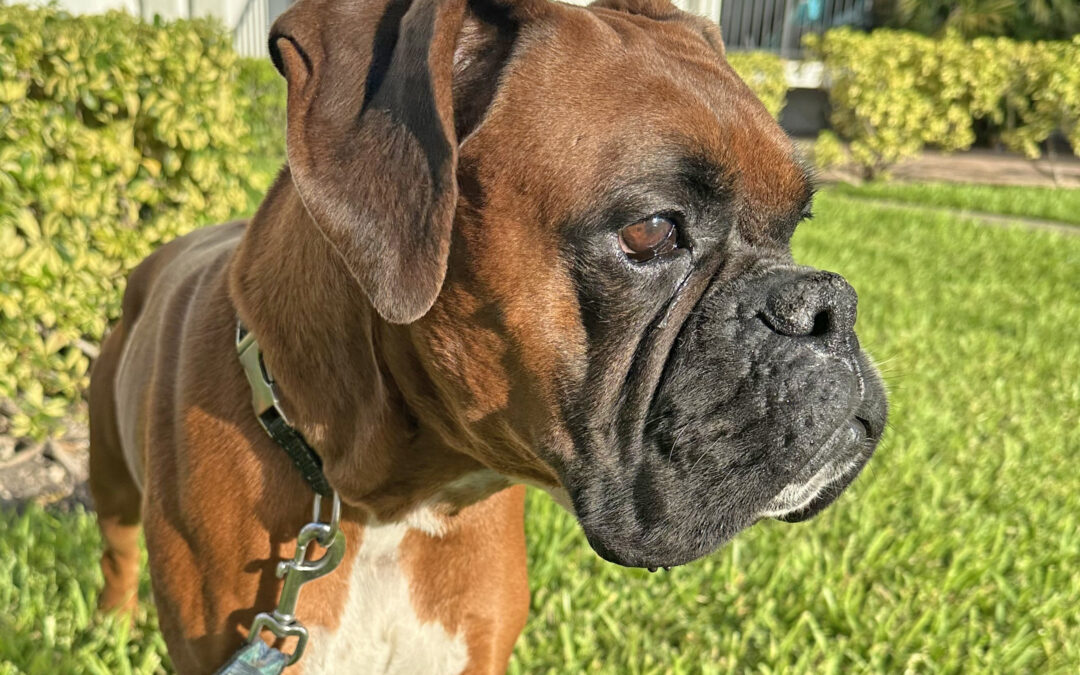 Benji