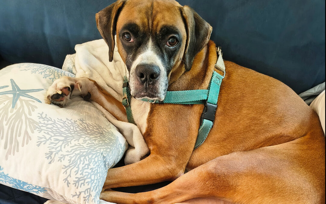 Kona